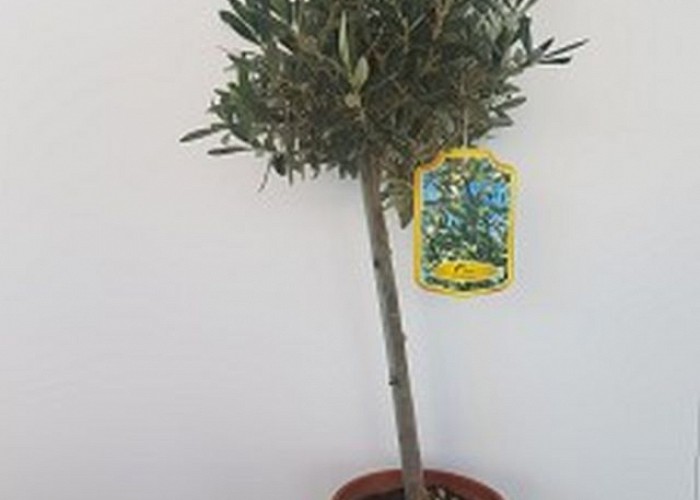 Olea Europaea