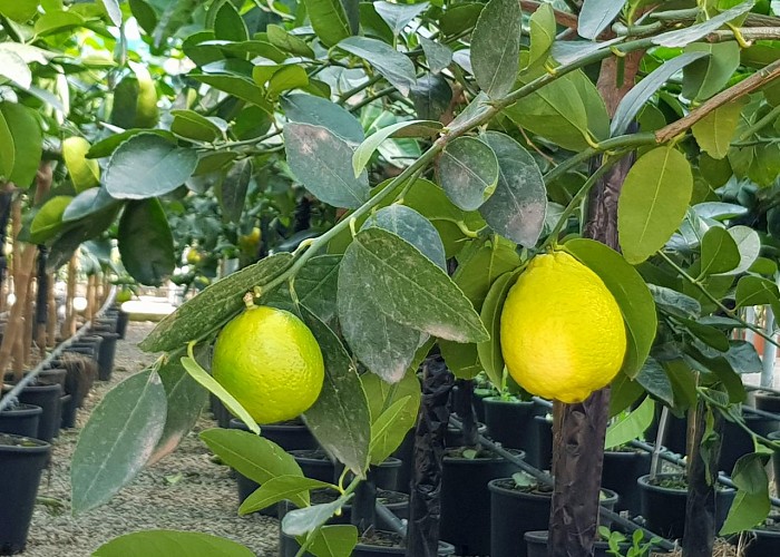Citrus Aurantifolia