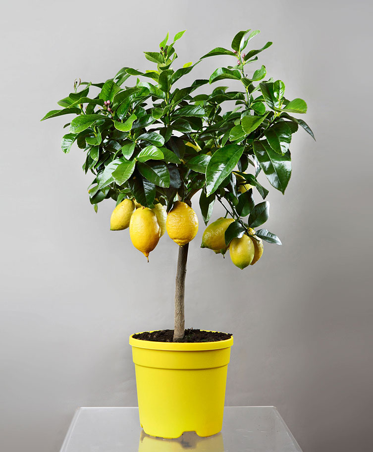 Limone-lunario Limone-lunario