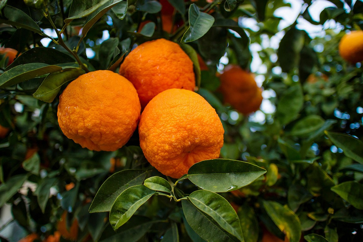 Arancio-amaro Arancio-amaro