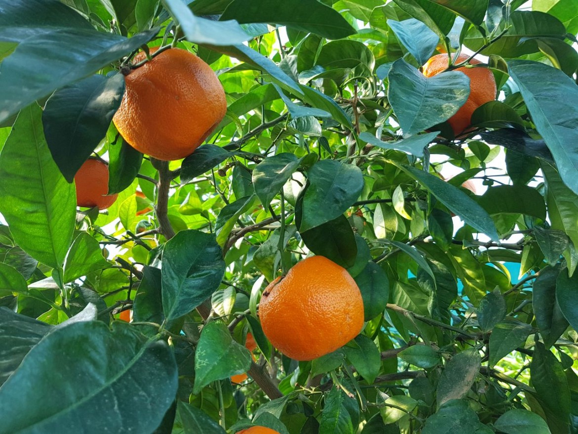 Arancio-amaro Arancio-amaro