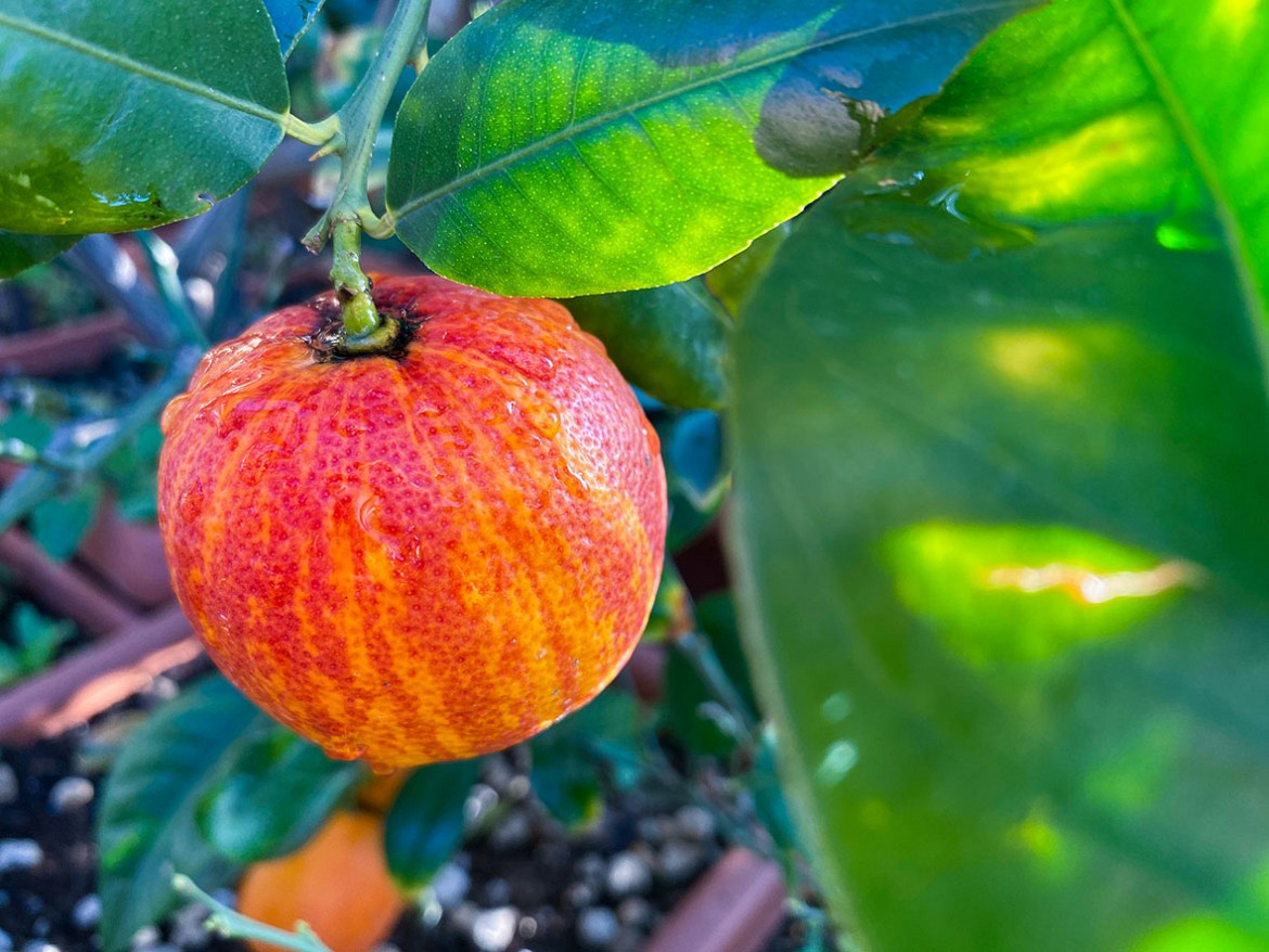 Arancio-arcobal Arancio-arcobal