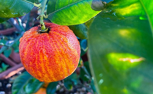 Arancio-arcobal