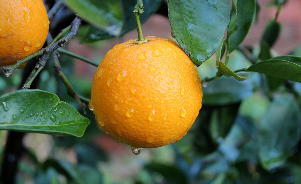 Arancio-Washington-navel Arancio-Washington-navel