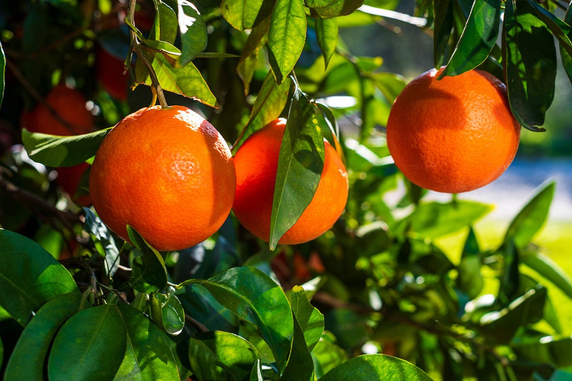 Arancio-rosso Arancio-rosso