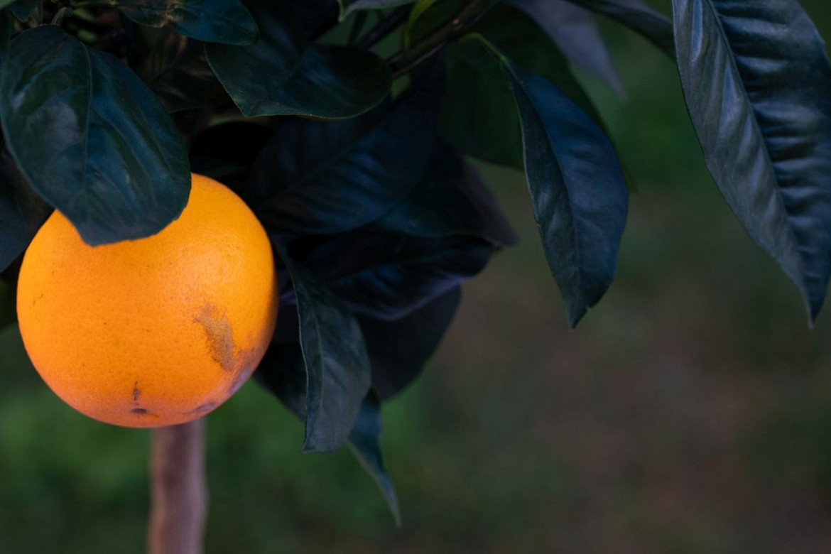Arancio-tarocco Arancio-tarocco