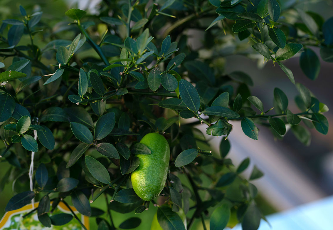 Finger-Lime Finger-Lime