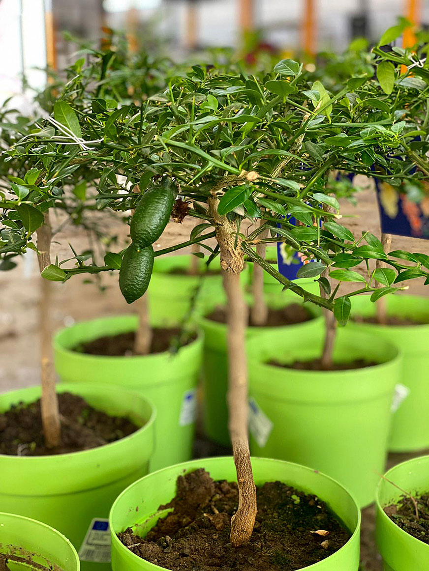 Finger-Lime Finger-Lime