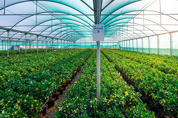 sicilia-verde-azienda sicilia-verde-azienda