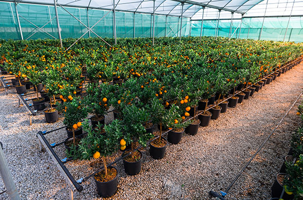 sicilia-verde-azienda sicilia-verde-azienda