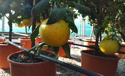 Bergamot-orange
