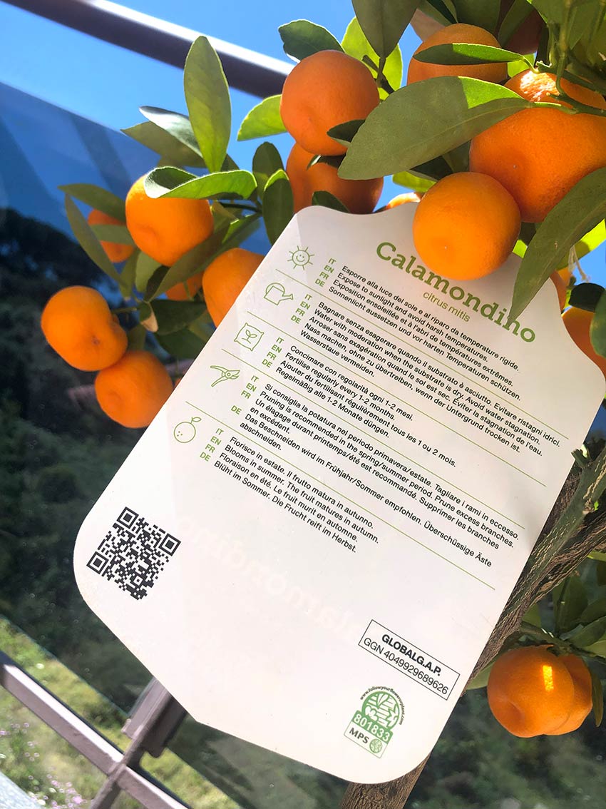 Calamondino Calamondino