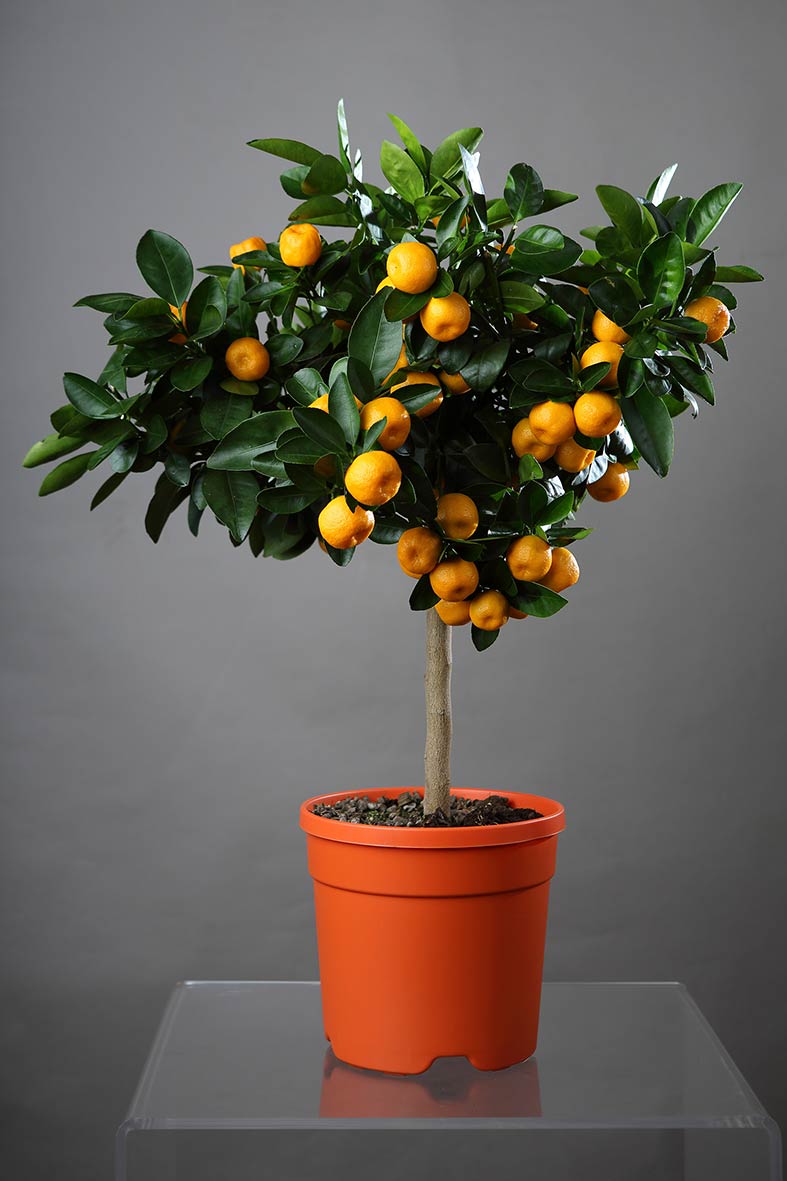 Calamondino Calamondino