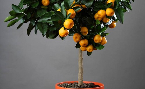 Calamondin