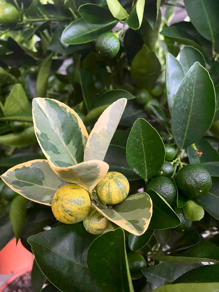 Calamondino-variegato Calamondino-variegato