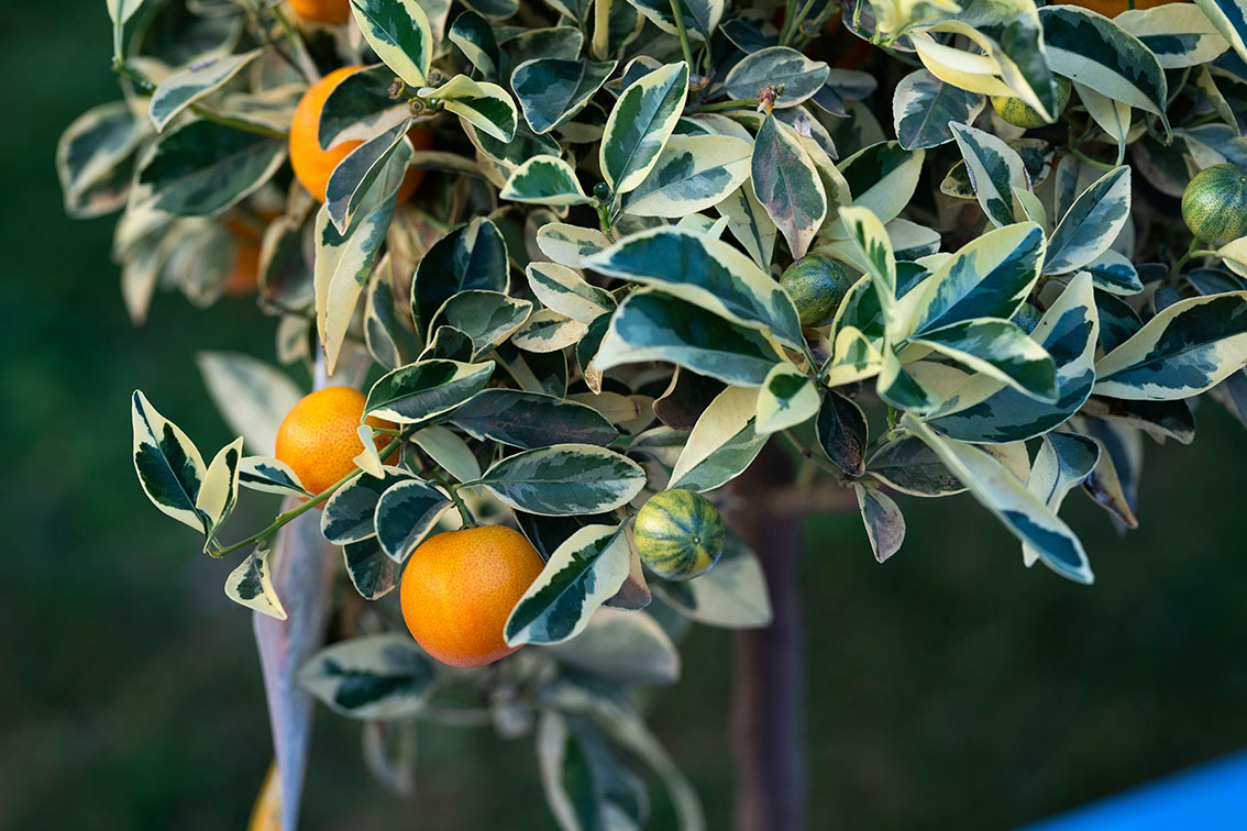 Calamondino-variegato Calamondino-variegato