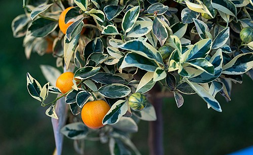 Calamondin-panache