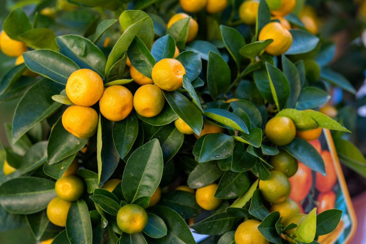 Calamondino Calamondino