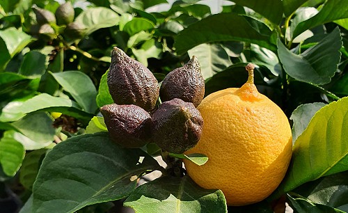 Limone-carrubaro