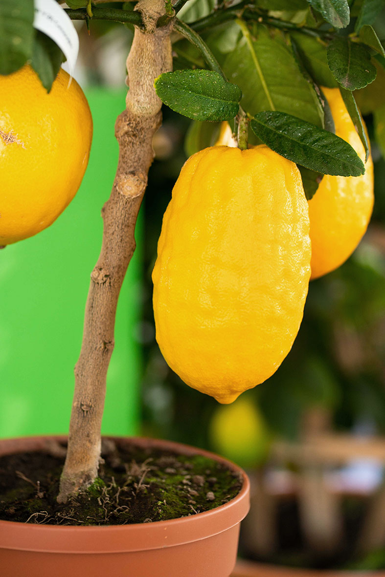 Cedro-Diamante Cedro-Diamante