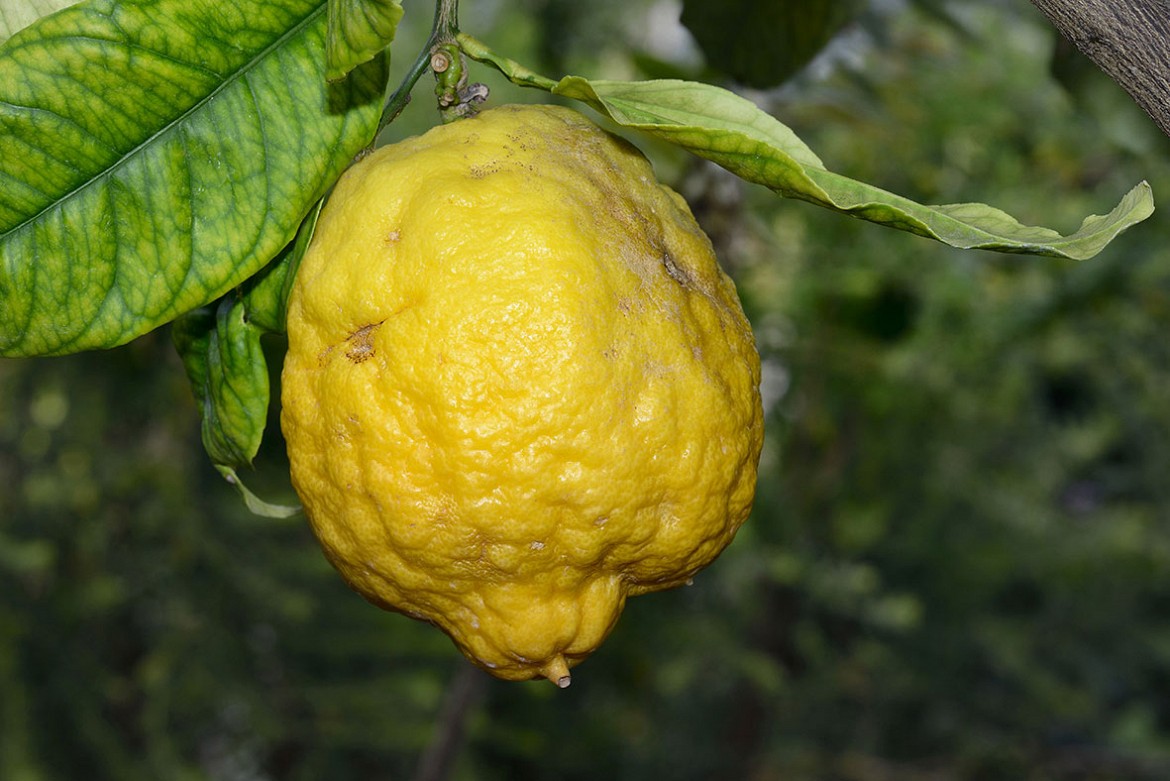 Cedro-Gigante Cedro-Gigante