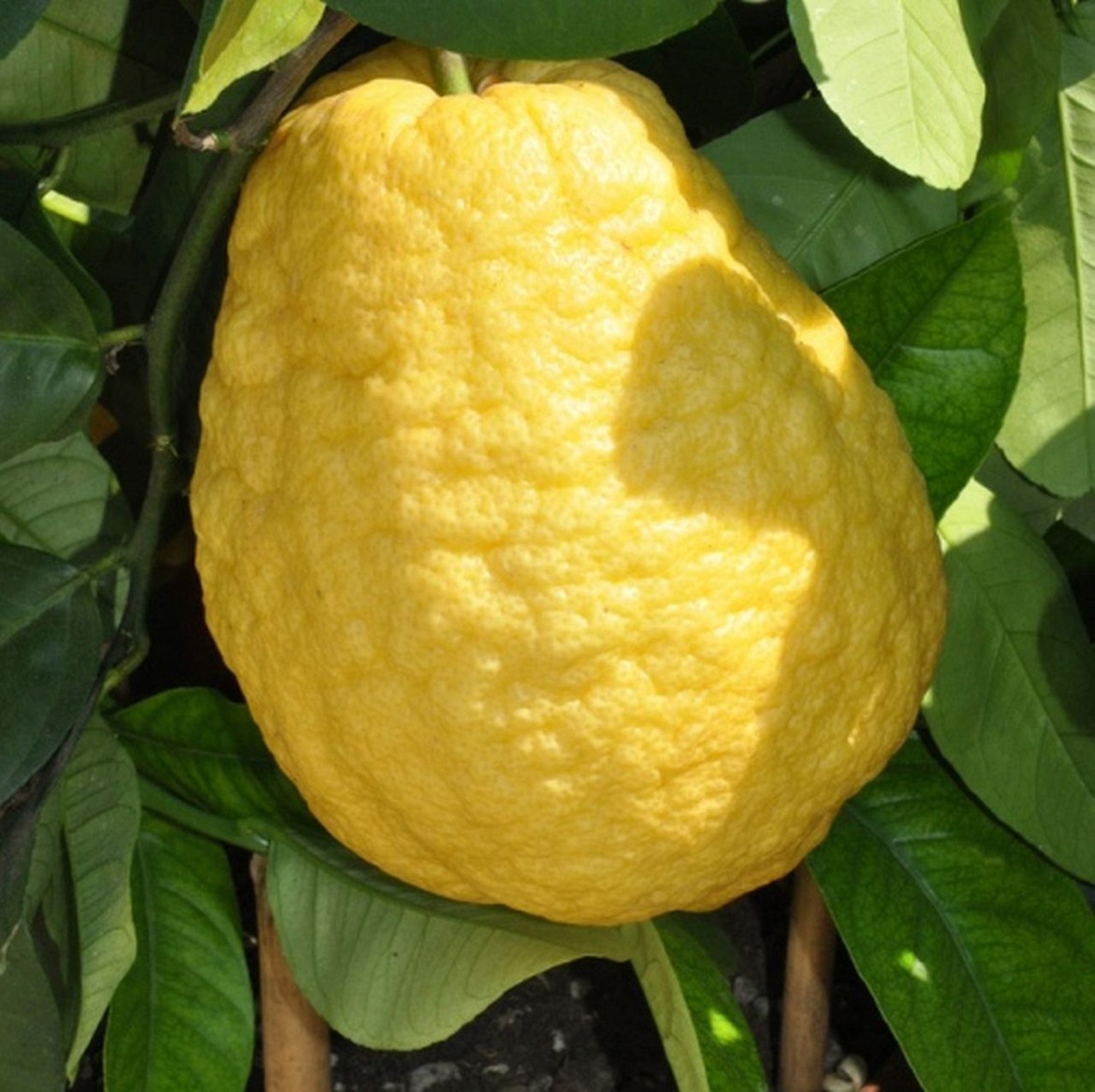 Cedro-Gigante Cedro-Gigante