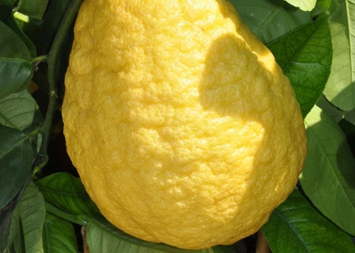 Citrus Medica