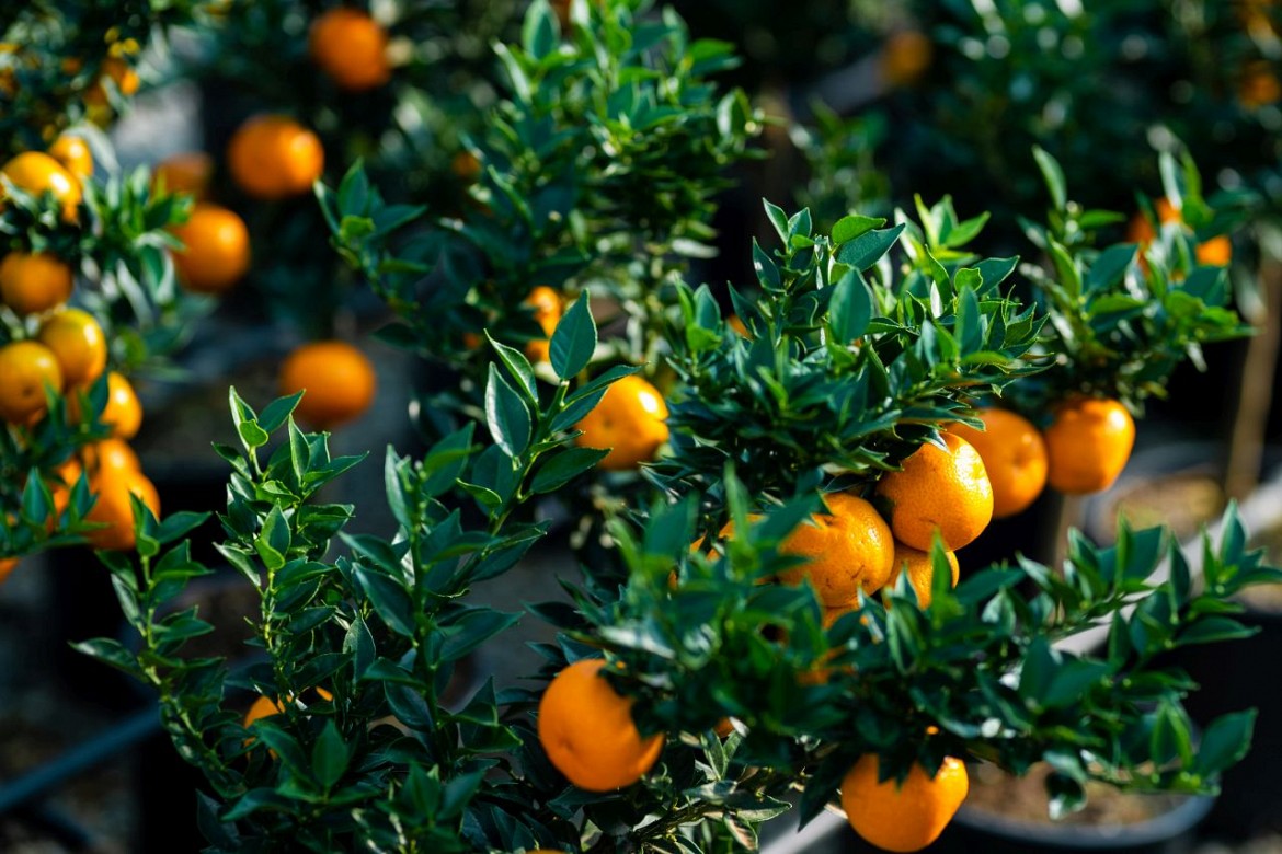 Chinotto Chinotto