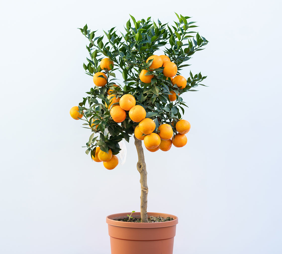 Chinotto Chinotto