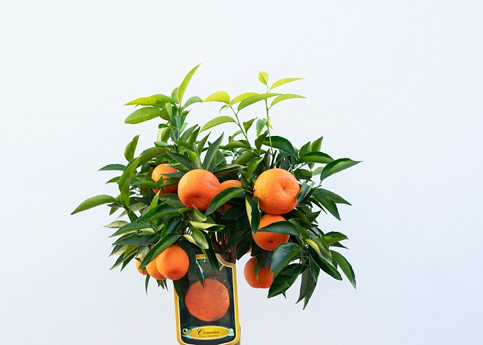 Citrus Clementina