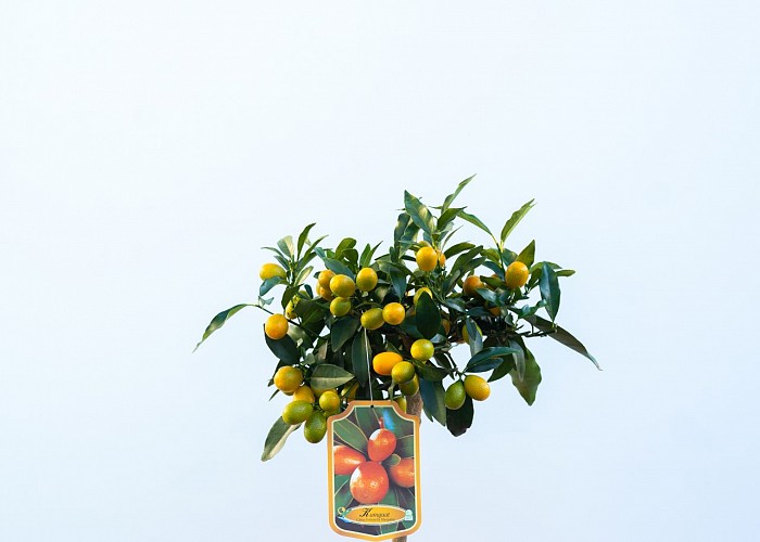 Citrus Fortunella