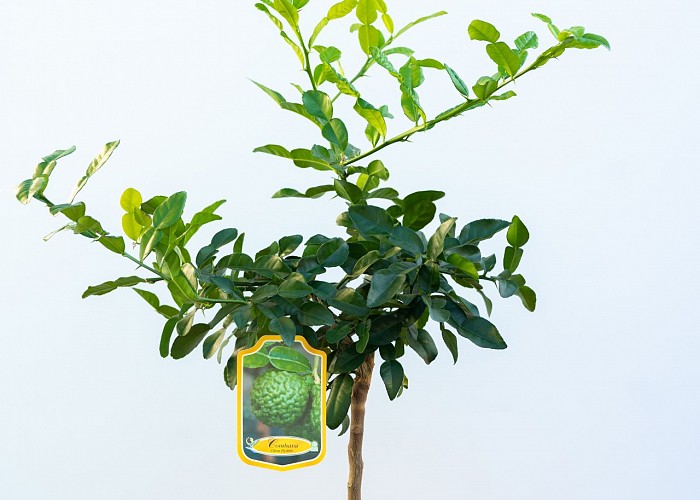 Citrus Hystrix