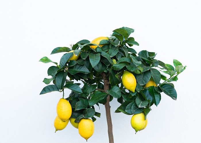 Citrus Limon