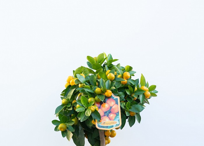 Citrus Mitis