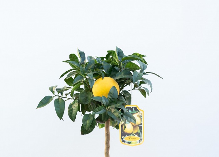 Citrus Paradisi