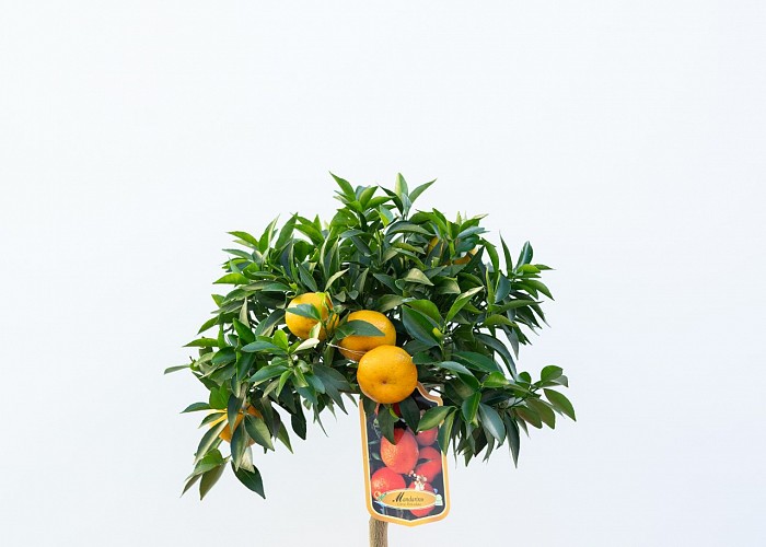 Citrus Reticulata