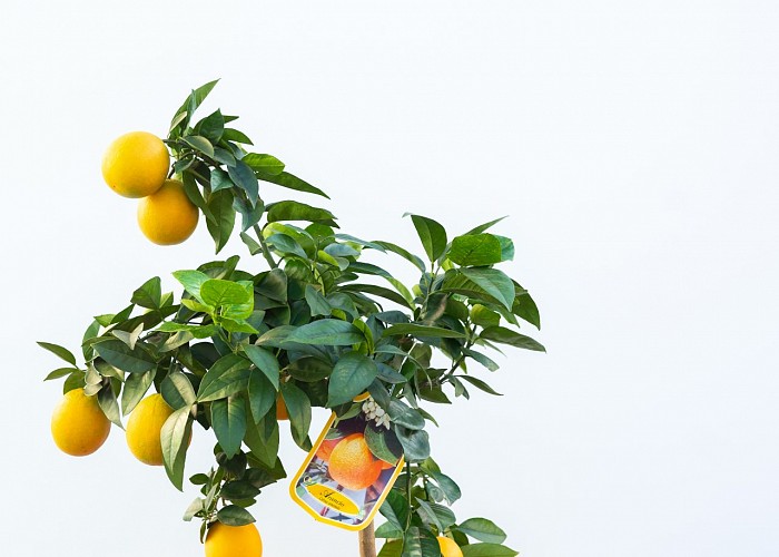 Citrus Sinensis