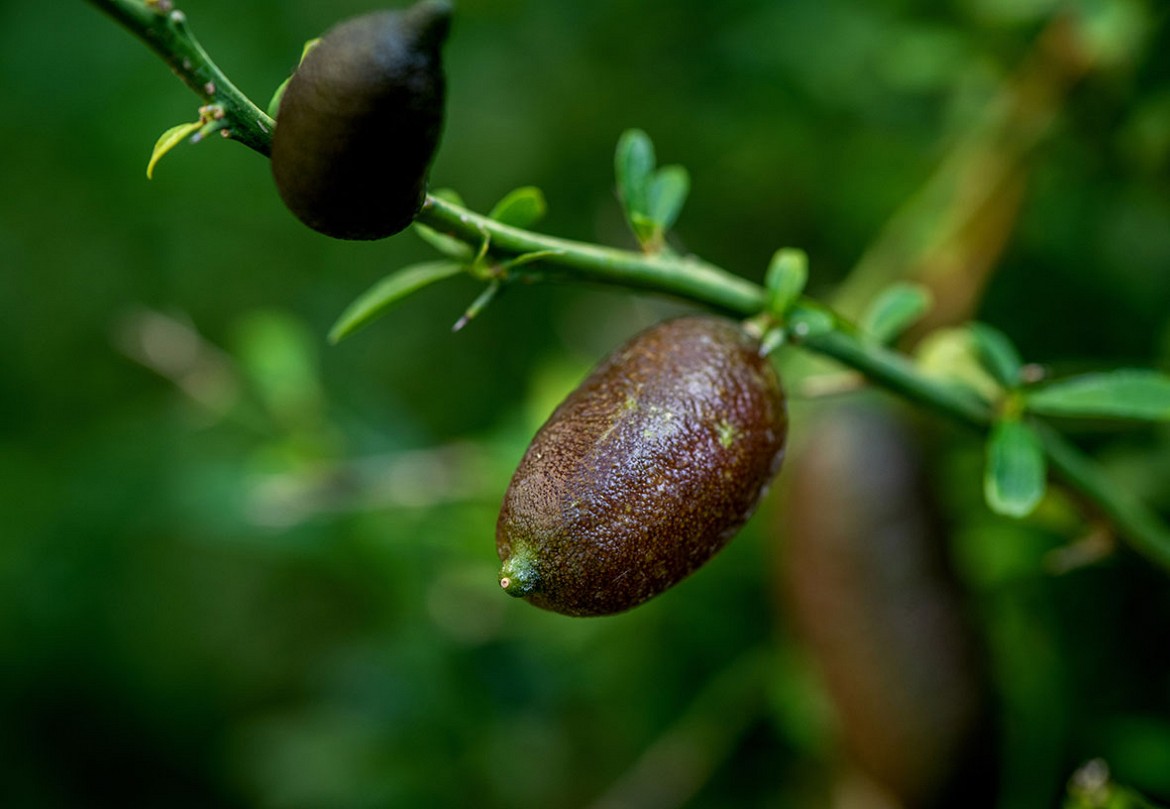 Finger-Lime Finger-Lime