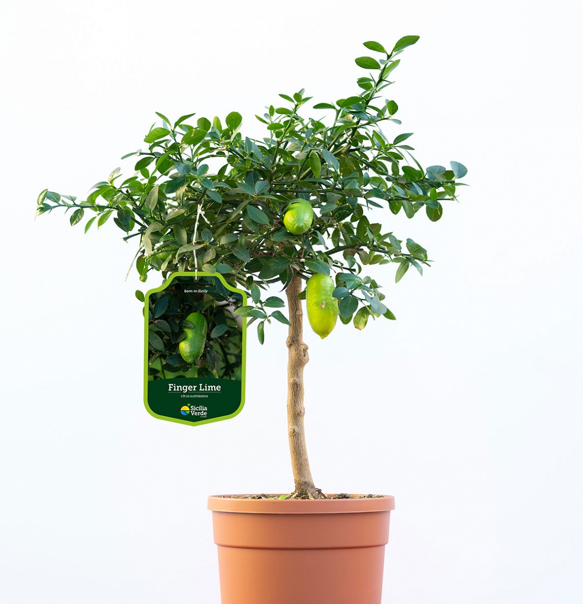 Finger-Lime Finger-Lime