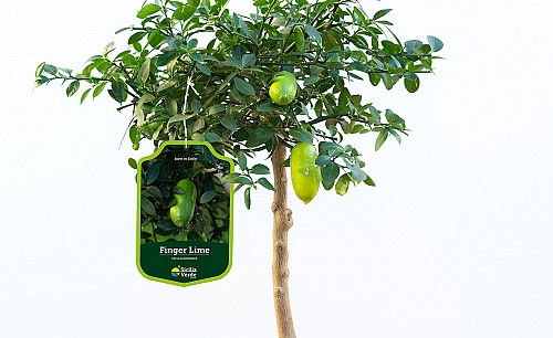 Finger-Lime