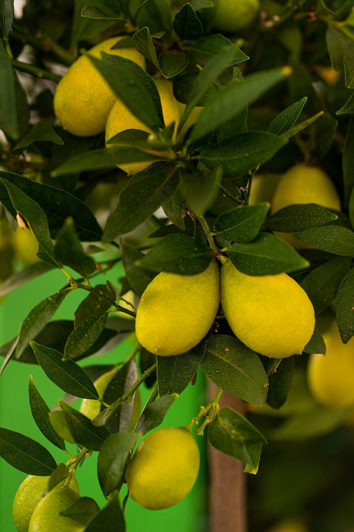 Limequat Limequat