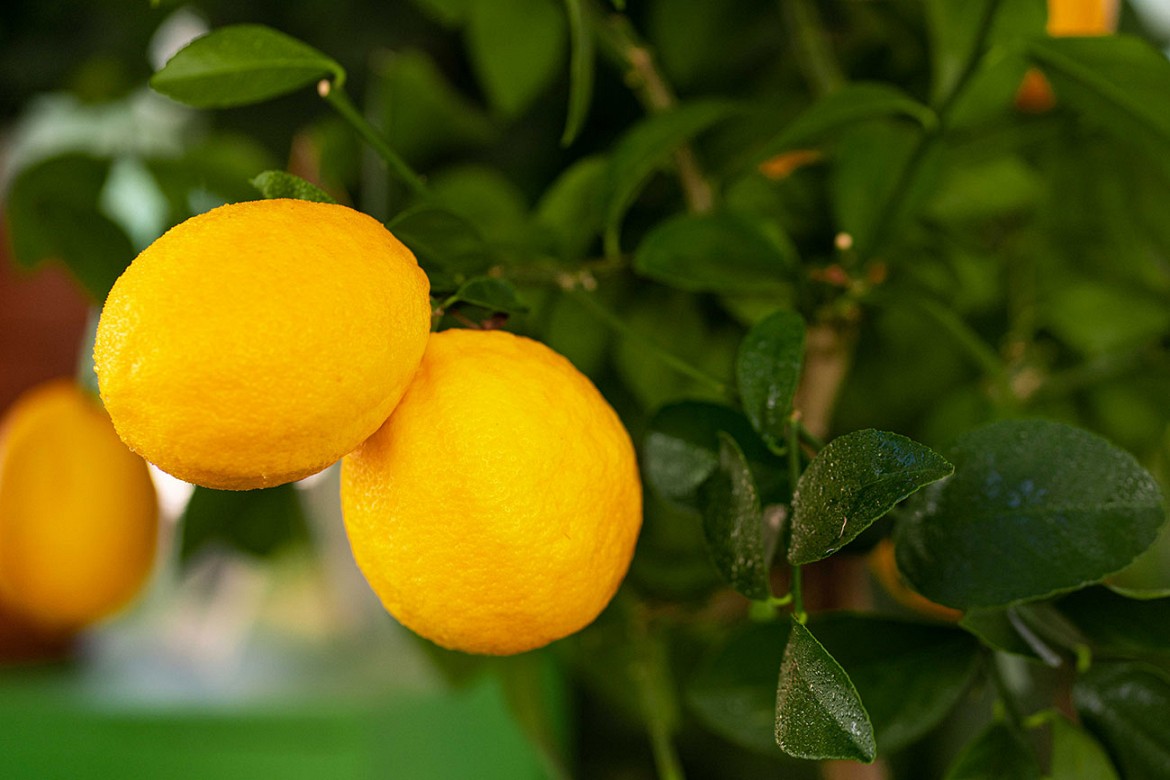 Limone-Meyer Limone-Meyer