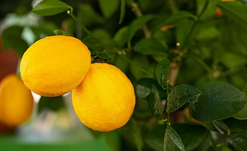 Meyer-lemon