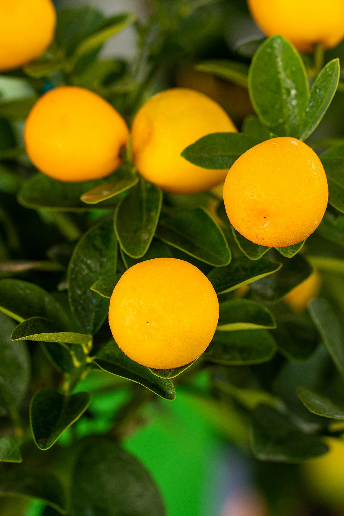 kumquat-obovata kumquat-obovata
