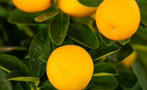 kumquat-obovata