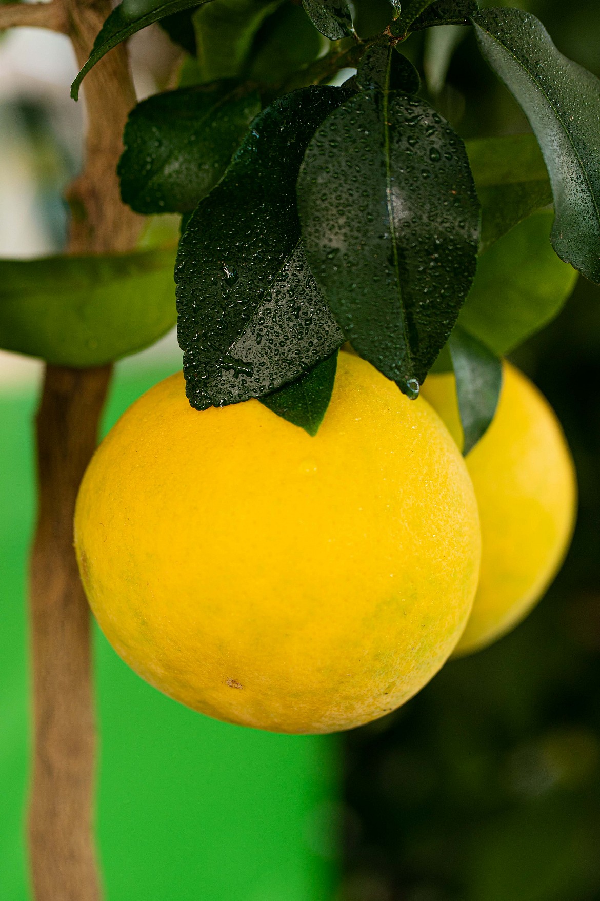Pompelmo-giallo Pompelmo-giallo