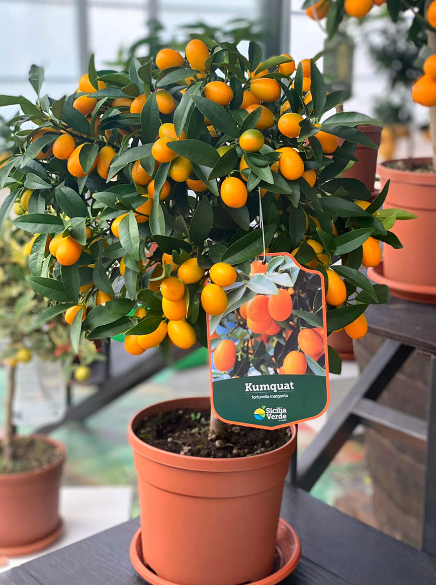 Kumquat Kumquat