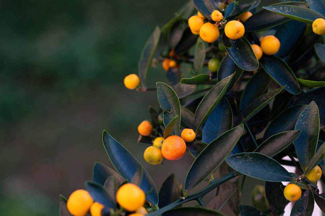 kumquat-hindsii kumquat-hindsii