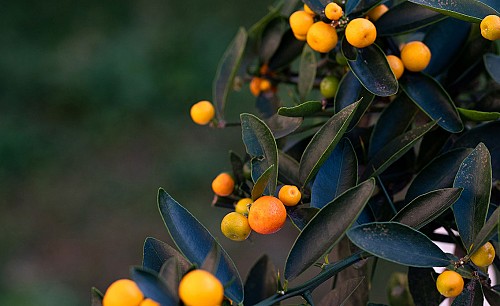 kumquat-hindsii