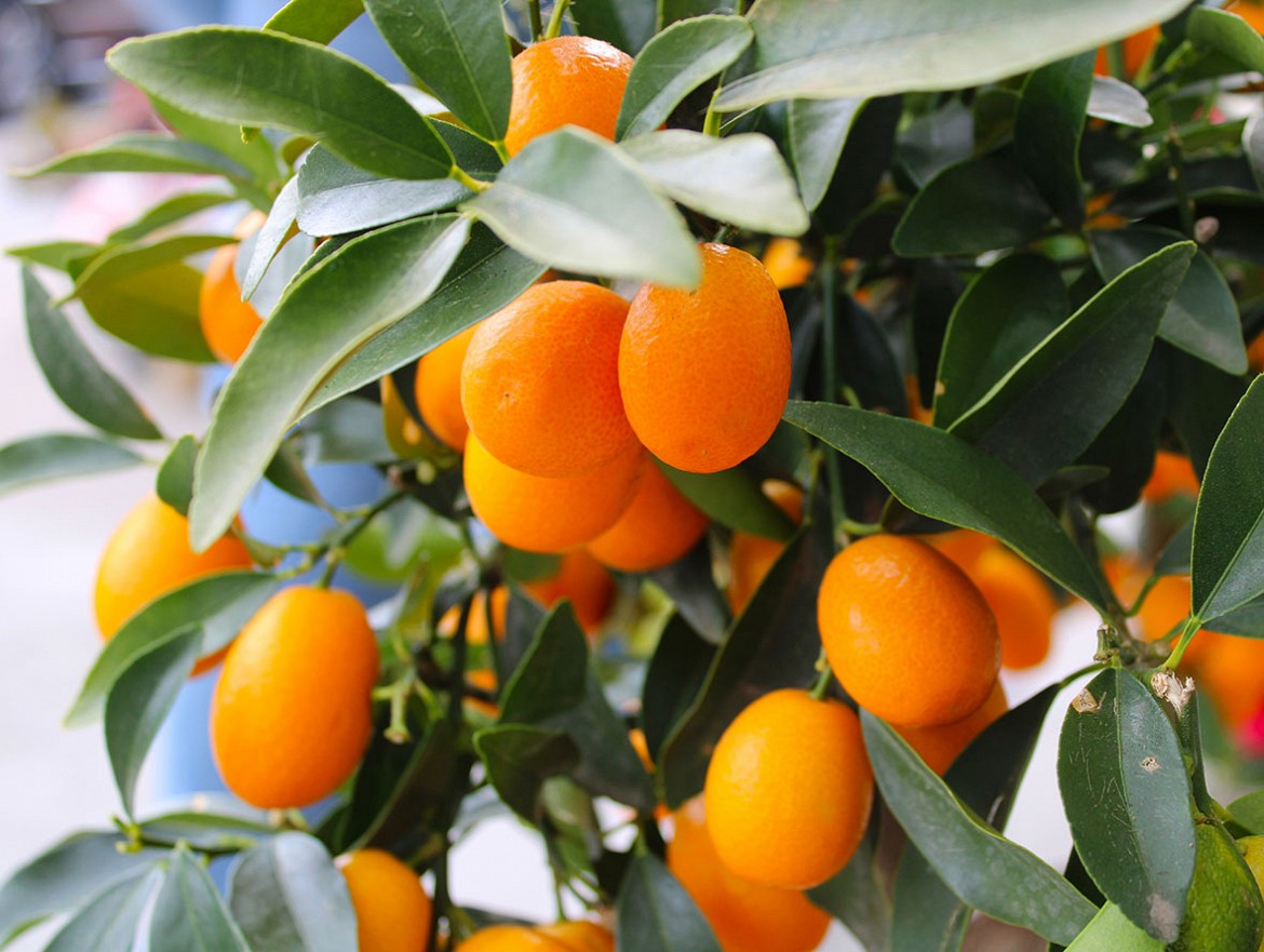 Kumquat Kumquat